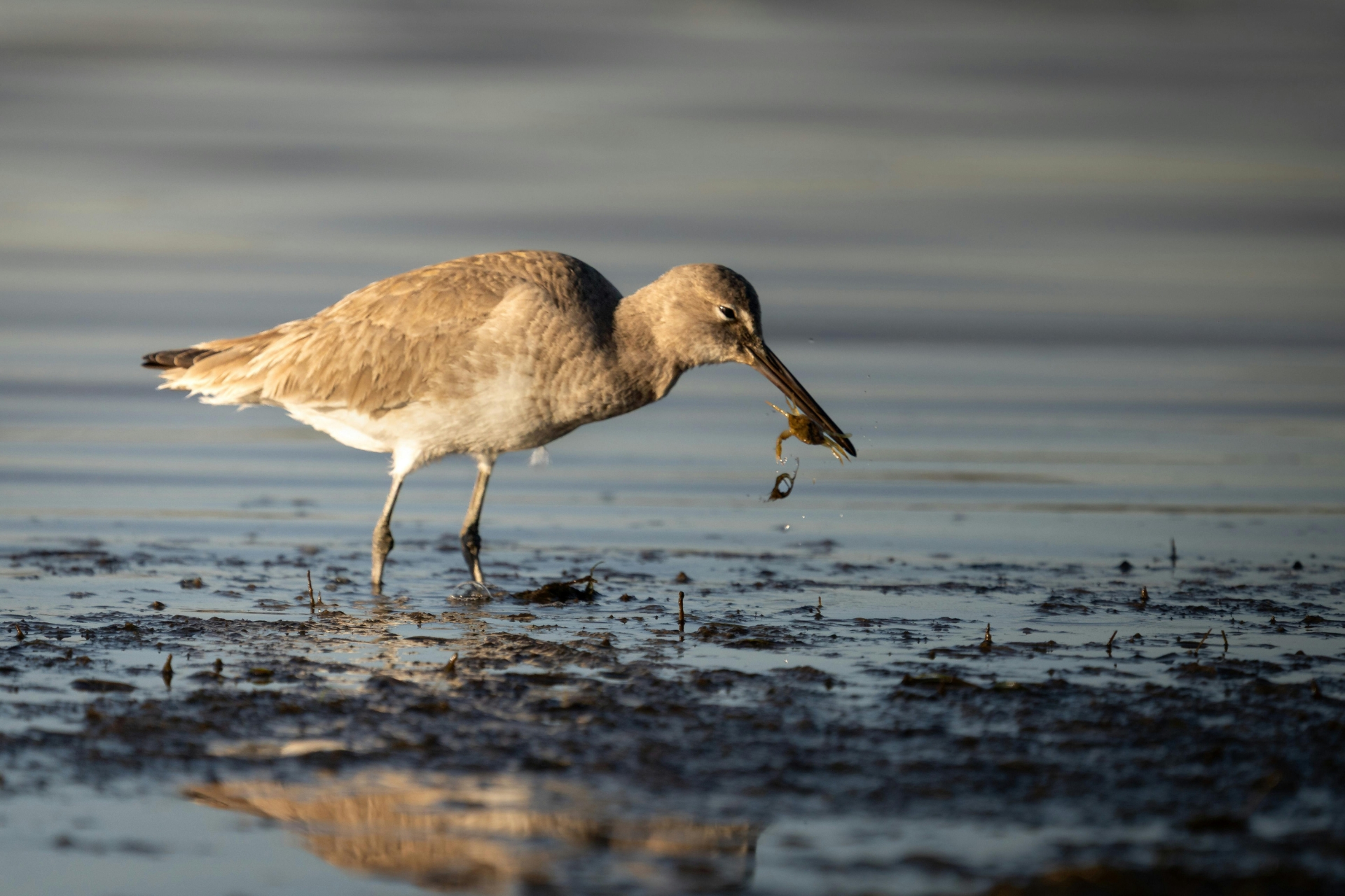 Shorebird feeding in shallow coastal water, illustrating environmental sensitivity and pollution liability risks in estuarine waterways.